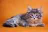 Siberiano Cats Raza - Características, Fotos & Precio | MundoAnimalia