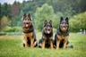 Chodský pes Dogs Informace - velikost, povaha, délka života & cena | iFauna