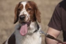 Welsh Springer Spaniel Dogs Breed | Facts, Information and Advice | Pets4Homes