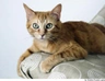 Burmese Europeo Cats Razza - Prezzo, Temperamento & Foto | AnnunciAnimali