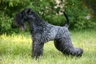 Kerry Blue Terrier Dogs Raza - Características, Fotos & Precio | MundoAnimalia