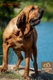 Fila Brasileiro Dogs Razza | Carattere, Prezzo, Cuccioli, Cure e Consigli | AnnunciAnimali