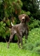 German Shorthaired Pointer Dogs Breed | Facts, Information and Advice | Pets4Homes