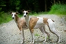 Whippet Dogs Razza - Prezzo, Temperamento & Foto | AnnunciAnimali