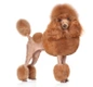 Caniche Toy Dogs Raza | Datos, Aspectos destacados y Consejos de compra | MundoAnimalia