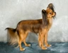 Russian Toy Terrier Dogs Razza - Prezzo, Temperamento & Foto | AnnunciAnimali
