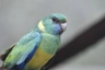 Barnard límcový klonkurský Birds Plemeno / Druh: Povaha, Délka života & Cena | iFauna