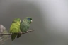 Papoušíček brýlatý Birds Plemeno / Druh: Povaha, Délka života & Cena | iFauna