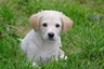 Maremma Sheepdog Dogs Breed | Facts, Information and Advice | Pets4Homes