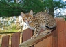 Savannah Cats Breed | Facts, Information and Advice | Pets4Homes
