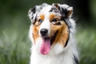 Australian Shepherd Dogs Ras: Karakter, Levensduur & Prijs | Puppyplaats