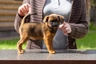 Brabantík Dogs Informace - velikost, povaha, délka života & cena | iFauna