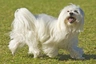 Maltipoo Dogs Breed | Facts, Information and Advice | Pets4Homes