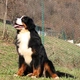 Bernese Mountain Dog Dogs Breed | Facts, Information and Advice | Pets4Homes