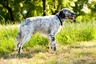 English Setter Dogs Breed | Facts, Information and Advice | Pets4Homes
