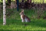 Alaska Rabbits Breed - Information, Temperament, Size & Price | Pets4Homes