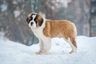 Saint Bernard Dogs Breed - Information, Temperament, Size & Price | Pets4Homes