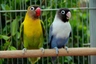 Agapornis škraboškový Birds Informace - velikost, povaha, délka života & cena | iFauna