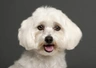 Maltese Dogs Breed - Information, Temperament, Size & Price | Pets4Homes