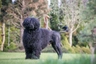Portugalský vodní pes Dogs Informace - velikost, povaha, délka života & cena | iFauna