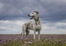 Lurcher Dogs Breed | Facts, Information and Advice | Pets4Homes