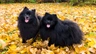 German Spitz Dogs Breed | Facts, Information and Advice | Pets4Homes