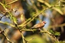 Amadina páskovaná Birds Informace - velikost, povaha, délka života & cena | iFauna