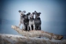 Pumi Dogs Ras: Karakter, Levensduur & Prijs | Puppyplaats
