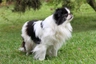 Japan chin Dogs Informace - velikost, povaha, délka života & cena | iFauna