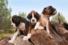 Boxer Dogs Raza | Datos, Aspectos destacados y Consejos de compra | MundoAnimalia