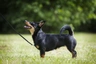 Lancashire Heeler Dogs Raza - Características, Fotos & Precio | MundoAnimalia