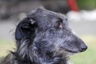 Skotský jelení pes Dogs Informace - velikost, povaha, délka života & cena | iFauna