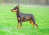 Trpasličí pinč Dogs Informace - velikost, povaha, délka života & cena | iFauna