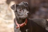 Patterdale teriér Dogs Informace - velikost, povaha, délka života & cena | iFauna