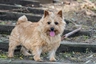 Norwich Terrier Dogs Raza - Características, Fotos & Precio | MundoAnimalia