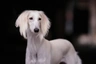 Saluki Dogs Breed - Information, Temperament, Size & Price | Pets4Homes