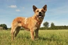 Australian Cattle Dog Ras | Feiten & Karekter | Puppyplaats