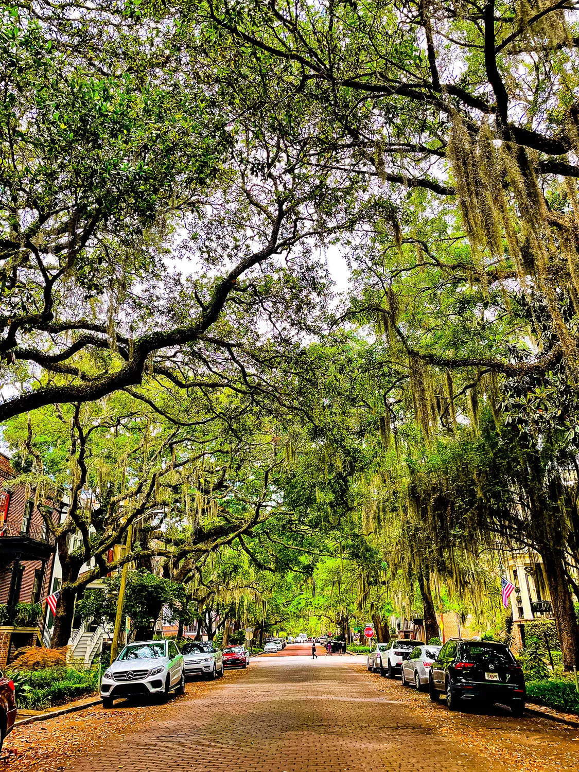 Cobblestone Streets and Live Oak Trees