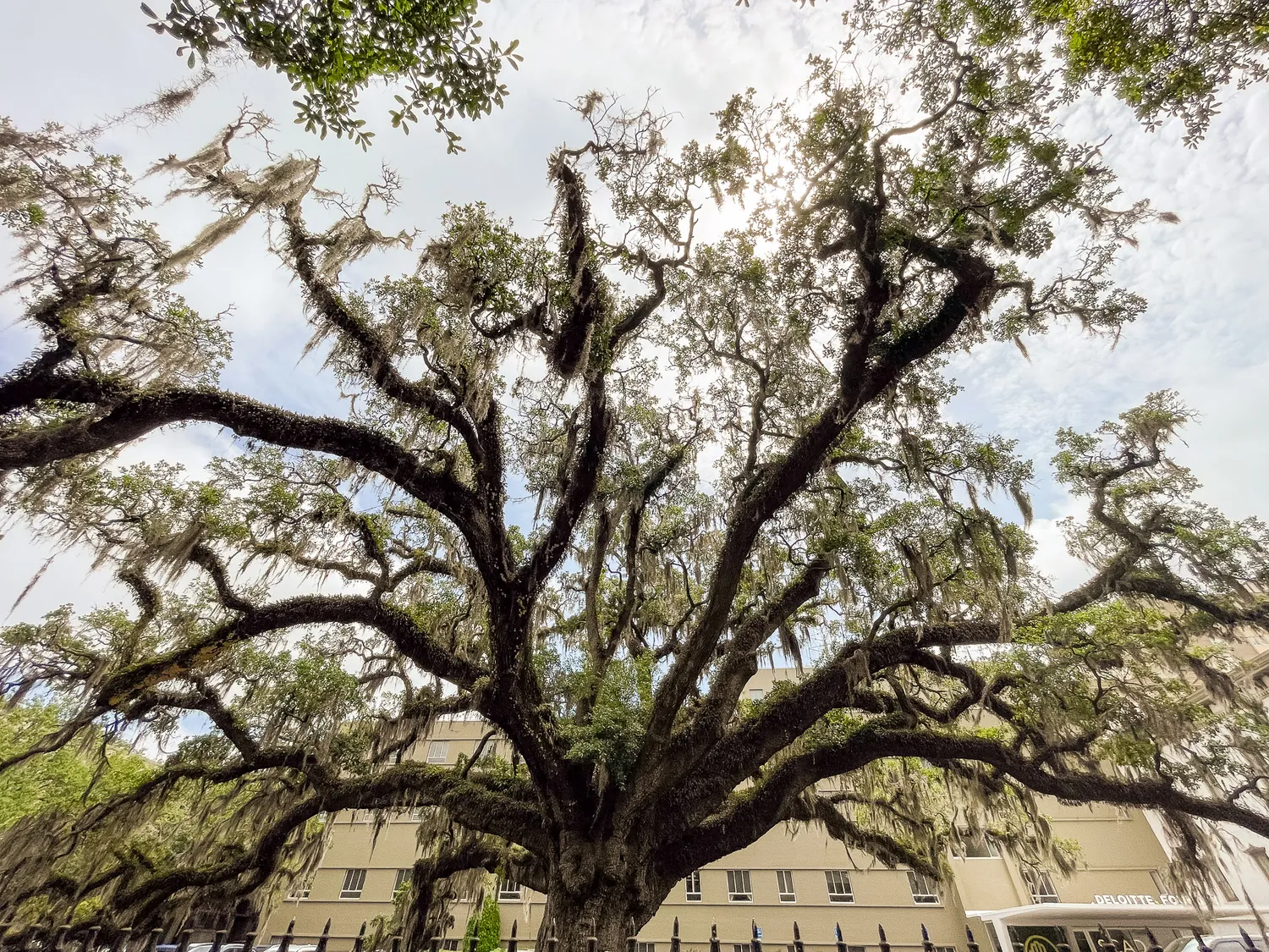 The Candler Live Oak Tree