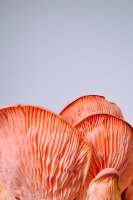 Can mushrooms teach us how to decarbonize businesses?
