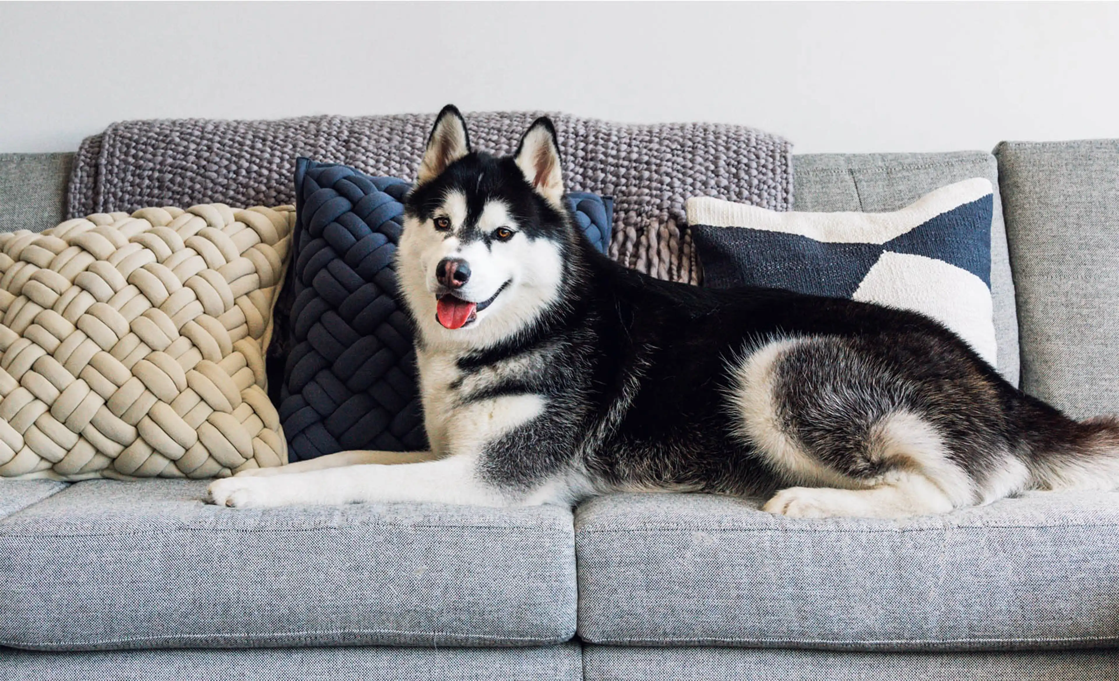 Pet friendly sectional couch hotsell