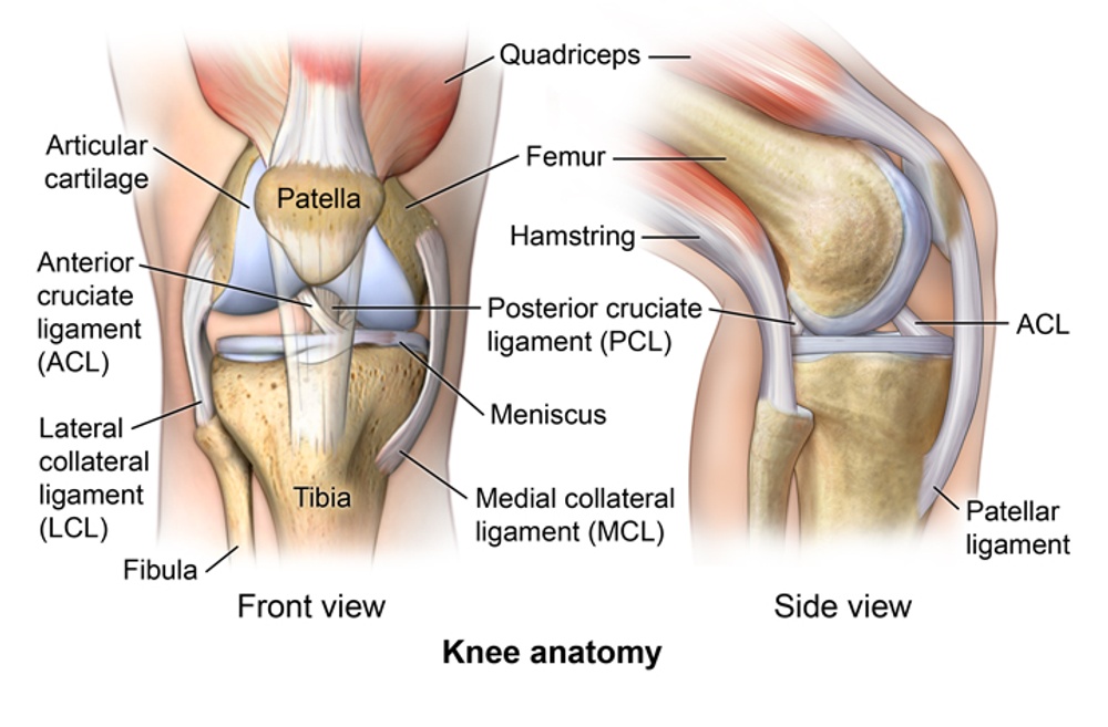 Knee Bones: Anatomy, Function & Injuries - Knee Pain Explained