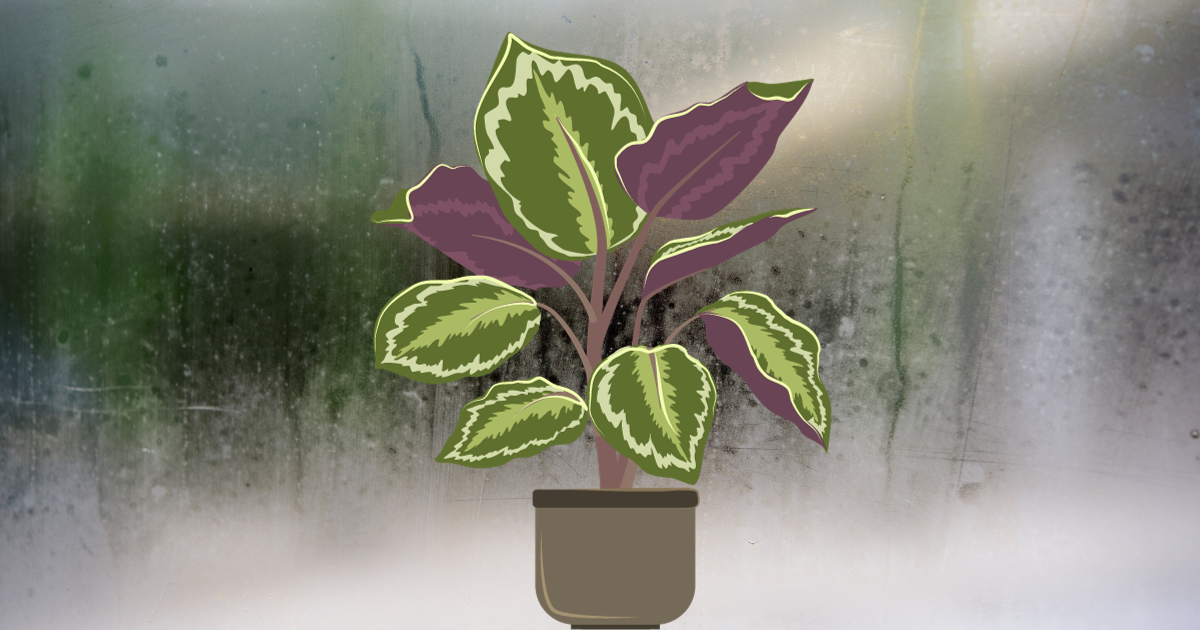 Calathea humid conditions