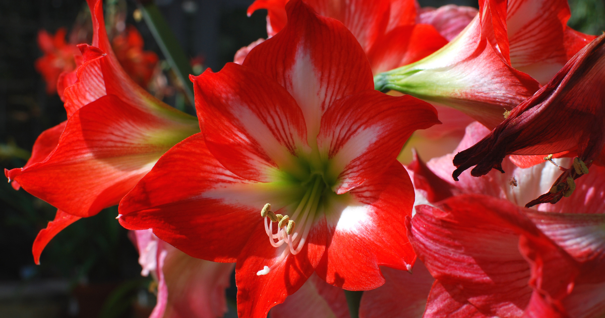 Amaryllis