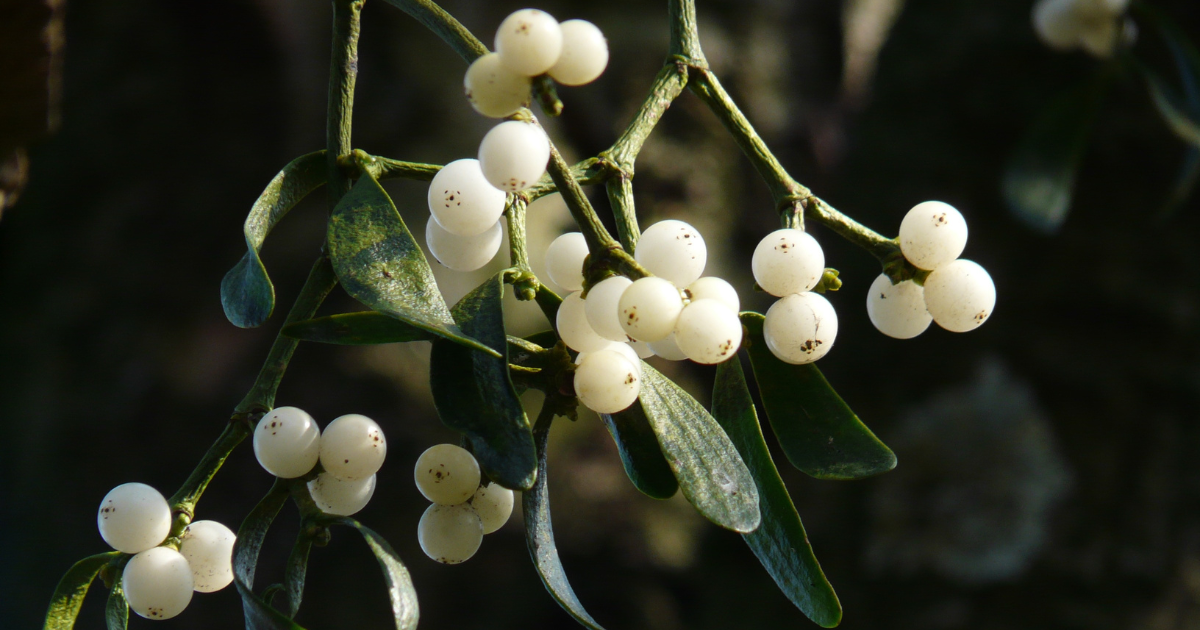 Mistletoe