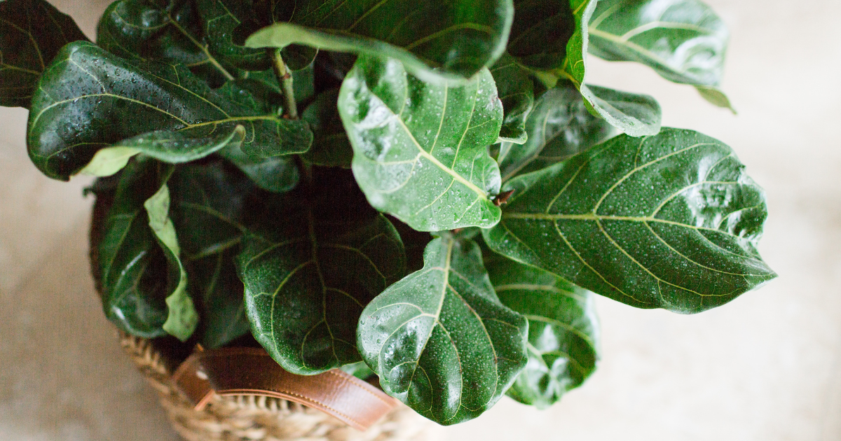 fiddle leaf fig bright indirect light