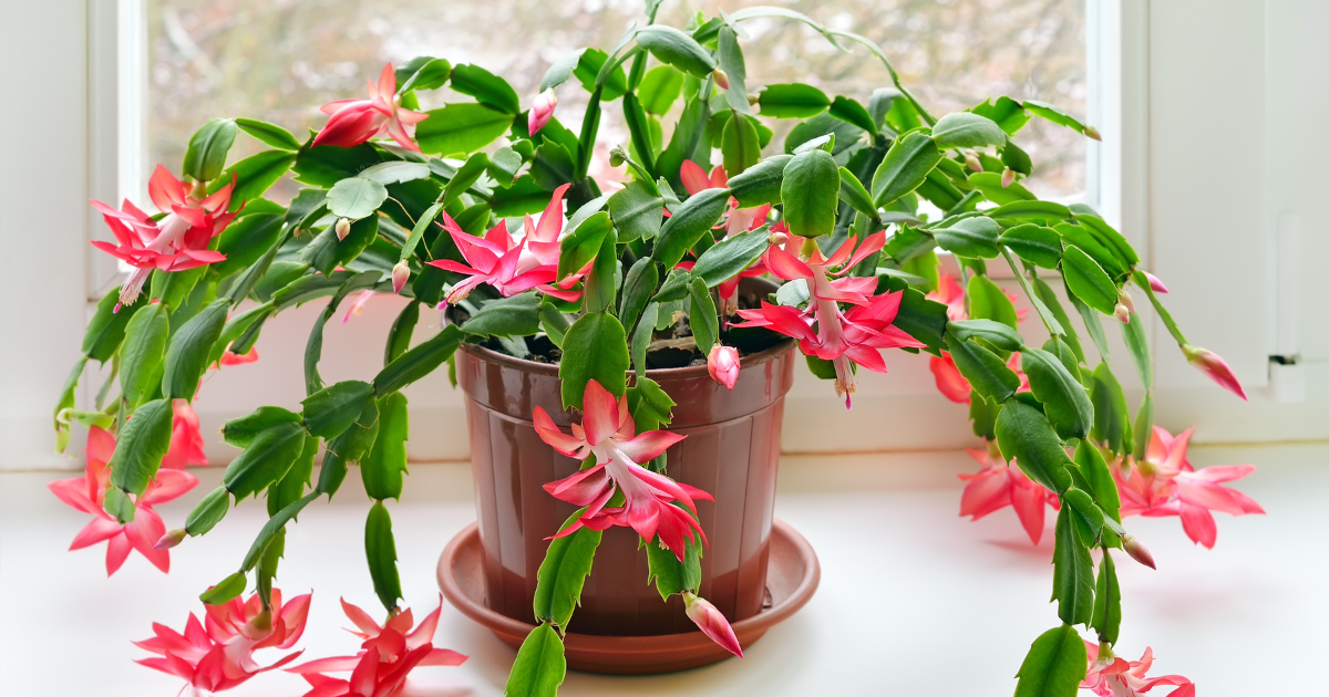 Christmas Cactus