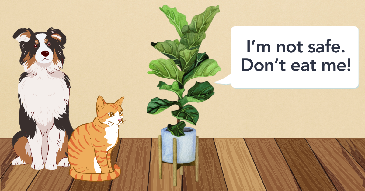 Fiddle leaf fig tree cat clearance safe