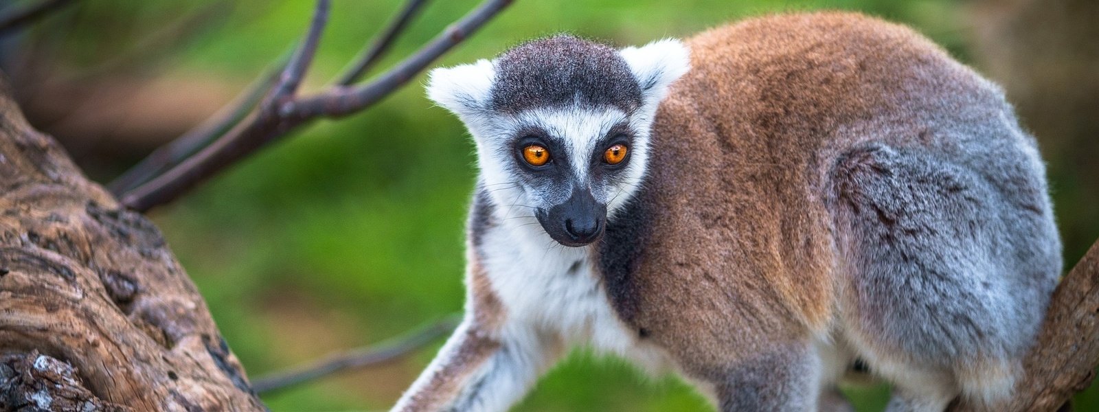 Madagascar's unique wildlife faces imminent wave of extinction