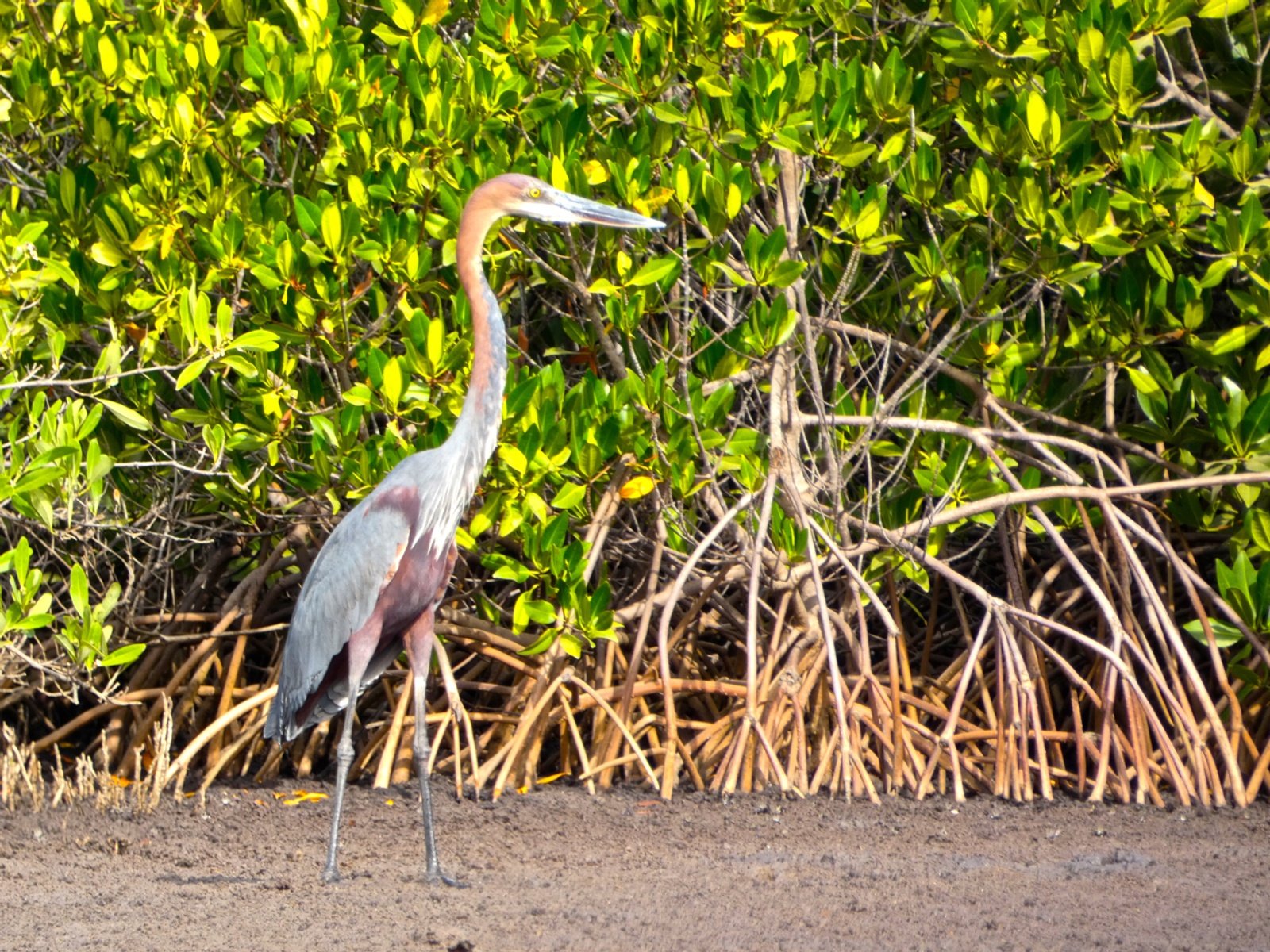 Brackish channels forming small islands, mangrove forests with outstanding birdlife, marine environments and dry forest; the delta has a definitely unique biodiversity.